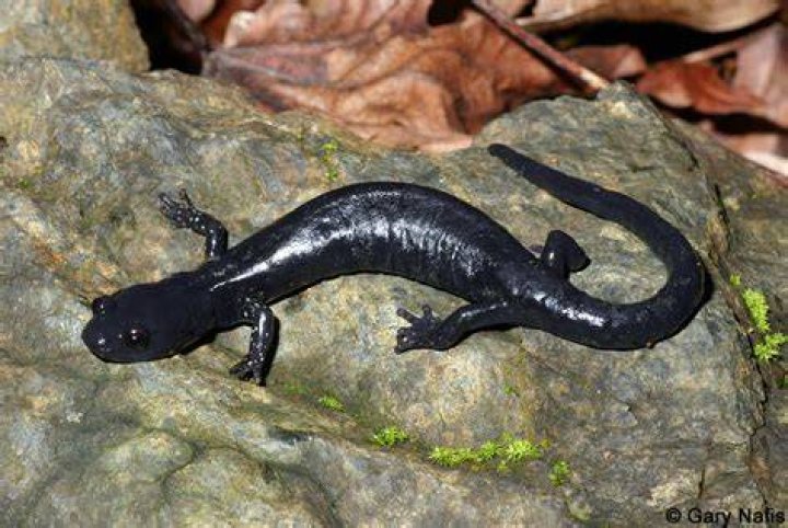 black salamander