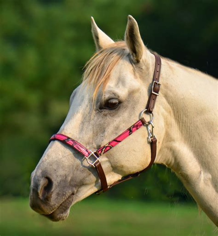 Bridle, Halter, Horse, Horse tack, Rein, Equestrian helmet, Headgear, Recreation, Black-and-white, Riding instructor, Bridle, Halter, Horse, Horse tack, Rein, Equestrian helmet, Headgear, Recreation, Black-and-white, Riding instructor,
