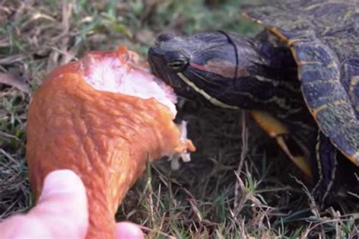 Can Turtles Eat Crab Meat?