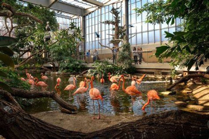 Flamingos in the Park in Cartagena, Colombia flamingos in the national aviary park in cartagena, columbia that surrounds the duty free shop in the port of cartagena