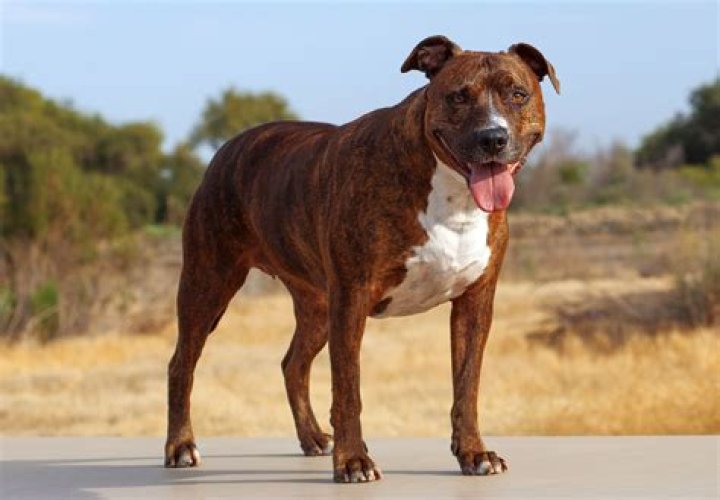 image of a bull