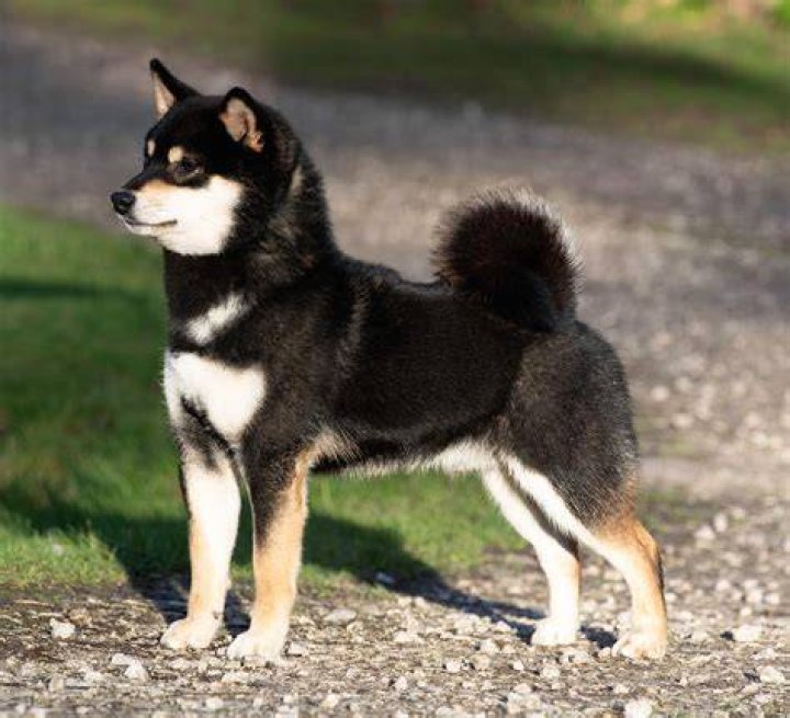 Shiba Inu Founder on black and blue background