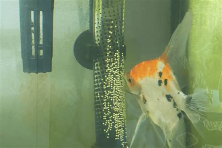 What Do Angelfish Eggs Look Like?