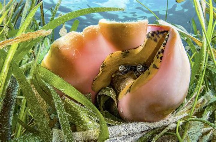 What Do Conch Eat? - Kylon Powell