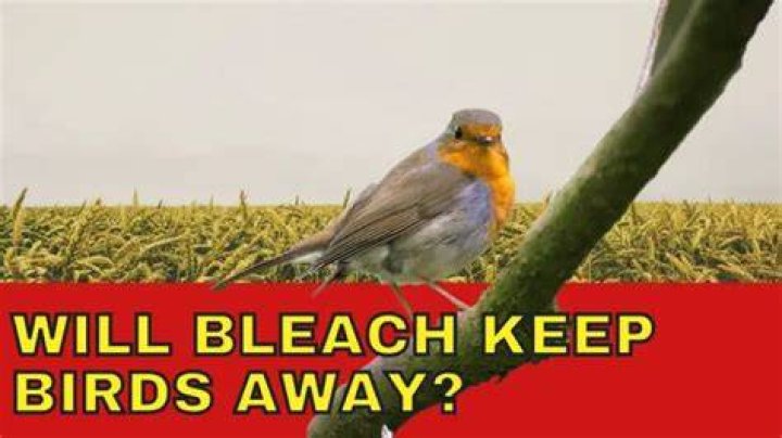 Will Bleach Keep Birds Away?